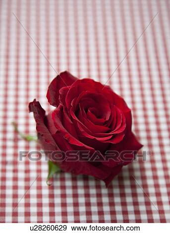 Red rose on check tablecloth View Large Photo Image Stock Photo - Red rose on check tablecloth. Fotosearch