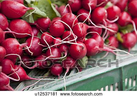 Red round radishes in a market View Large Photo Image Stock Image - Red round radishes in a market. Fotosearch