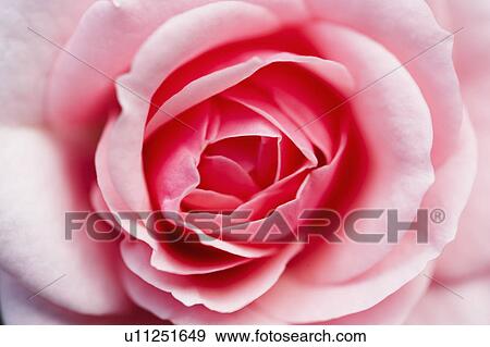 Stock Photo - Rose bloom close-up. Fotosearch