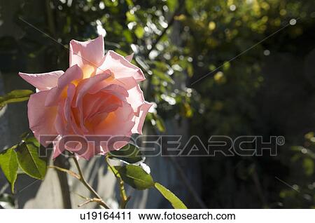 Rose in morning sunshine View Large Photo Image Stock Image - Rose in morning sunshine. Fotosearch