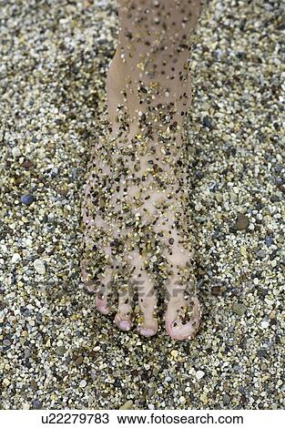 Stock Image - Sandy foot camouflaged against beach. Fotosearch