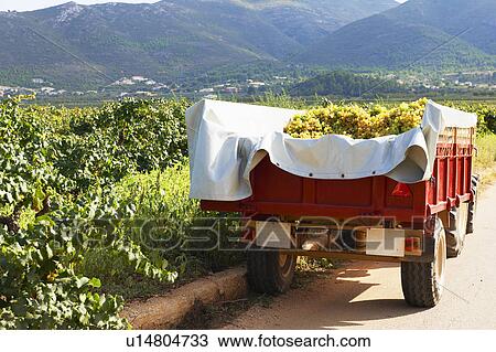 Tractor and trailer full of grapes View Large Photo Image Stock Image - Tractor and trailer full of grapes. Fotosearch