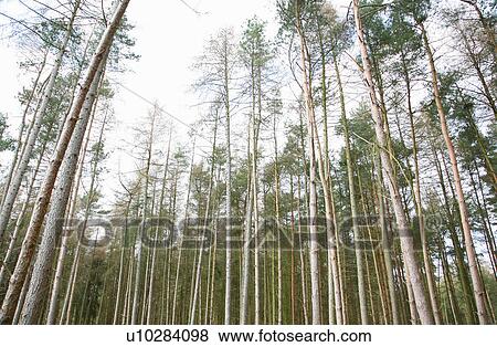 Trees against sky View Large Photo Image Stock Photo - Trees against sky. Fotosearch