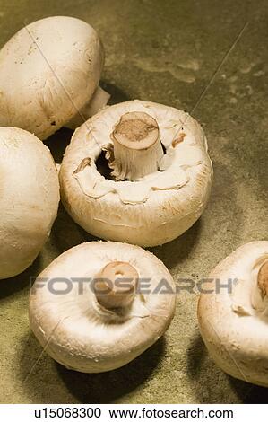 White mushrooms View Large Photo Image Stock Image - White mushrooms. Fotosearch