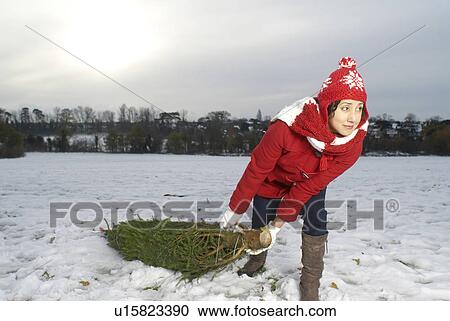 Stock Image - Woman dragging christmas tree in snow. Fotosearch