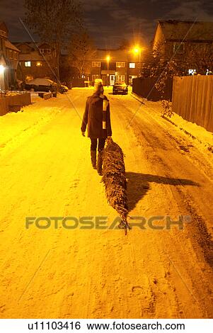 Woman dragging home christmas tree View Large Photo Image Stock Photograph - Woman dragging home christmas tree. Fotosearch