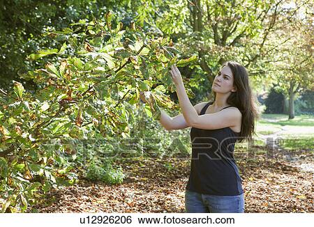Stock Photograph - Woman looking at autumn leaves. Fotosearch