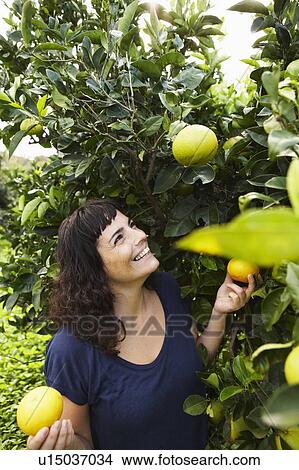 Woman picking mandarins View Large Photo Image Picture - Woman picking mandarins. Fotosearch