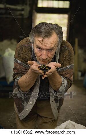 Stock Image - Worker with olive harvest. Fotosearch
