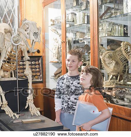 Stock Image - 2 boys looking at tiger skeleton. Fotosearch