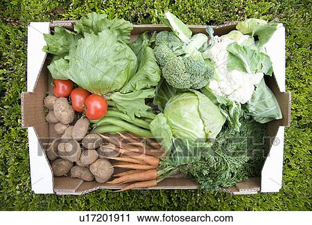 Stock Image - A basket of fresh vegetables. Fotosearch