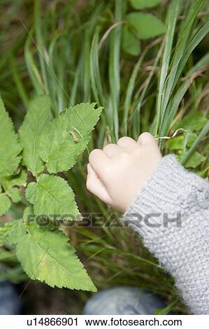 Stock Image - A boys hand examining a grub on a leaf. Fotosearch