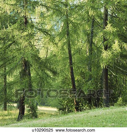 Alpine trees View Large Photo Image Stock Photography - Alpine trees. Fotosearch