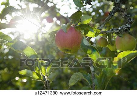 Apples in morning sun View Large Photo Image Stock Image - Apples in morning sun. Fotosearch