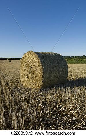 Stock Image - Apples in morning sun. Fotosearch