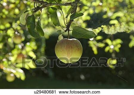 Apples in morning sun View Large Photo Image Stock Image - Apples in morning sun. Fotosearch