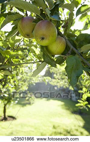 Apples in morning sun View Large Photo Image Stock Photograph - Apples in morning sun. Fotosearch