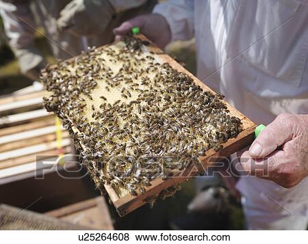 Beekeeper inspect honey combs View Large Photo Image Stock Photo - Beekeeper inspect honey combs. Fotosearch