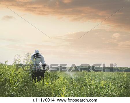 Beekeeper inspects bee hive in field View Large Photo Image Picture - Beekeeper inspects bee hive in field. Fotosearch