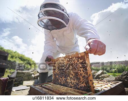 Beekeeper inspects bee hive View Large Photo Image Picture - Beekeeper inspects bee hive. Fotosearch