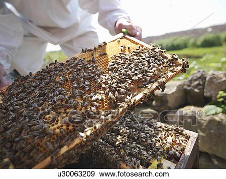 Beekeeper inspects bee hive View Large Photo Image Stock Photo - Beekeeper inspects bee hive. Fotosearch