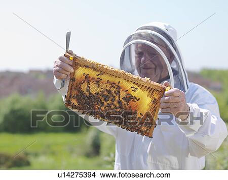 Beekeeper inspects honey comb View Large Photo Image Picture - Beekeeper inspects honey comb. Fotosearch