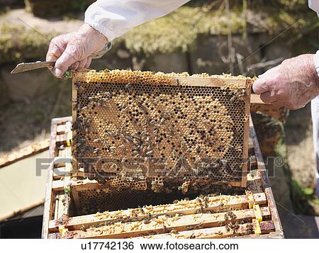 Stock Photograph - Beekeeper inspects honey comb. Fotosearch