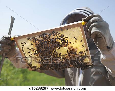 Stock Photo - Beekeeper inspects honey combs. Fotosearch