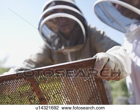 Beekeeper lifts queen bee excluder mesh View Large Photo Image Stock Image - Beekeeper lifts queen bee excluder mesh. Fotosearch