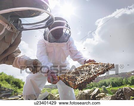 Stock Photo - Beekeepers inspect honey comb. Fotosearch