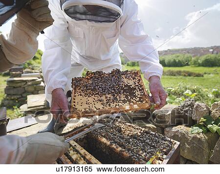 Stock Photography - Beekeepers inspect honey comb. Fotosearch