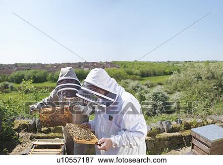 Stock Photo - Beekeepers inspect honey combs. Fotosearch
