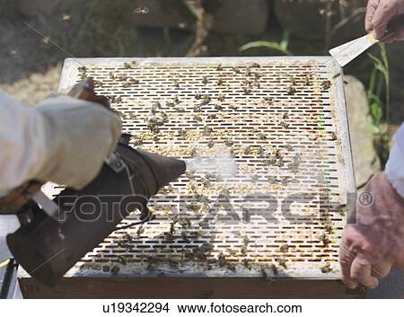 Picture - Beekeepers lift queen bee excluder mesh. Fotosearch
