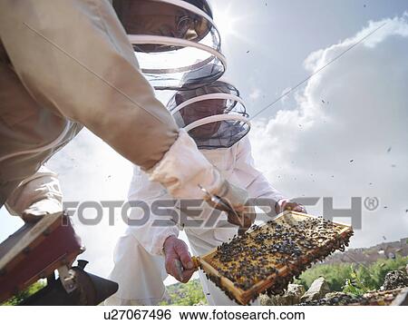 Beekeepers search for queen bee View Large Photo Image Stock Photograph - Beekeepers search for queen bee. Fotosearch