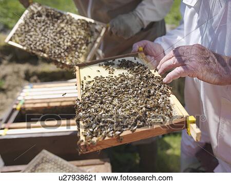 Stock Image - Beekeepers with honey combs. Fotosearch