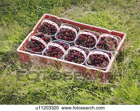 Boxes of cherries on grass View Large Photo Image Stock Image - Boxes of cherries on grass. Fotosearch