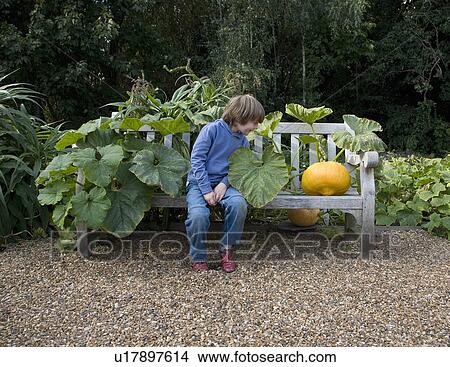 Boy (8-9) looking at large pumpkin View Large Photo Image Picture - Boy (8-9) looking at large pumpkin. Fotosearch