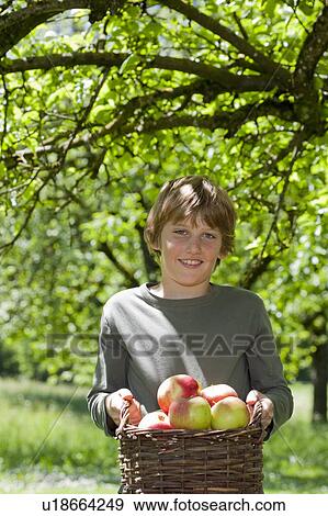 Boy carrying basket with apples View Large Photo Image Stock Photo - Boy carrying basket with apples. Fotosearch
