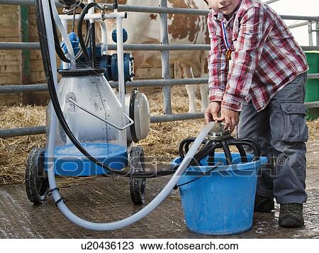Boy cleaning milking equipment in barn View Large Photo Image Stock Image - Boy cleaning milking equipment in barn. Fotosearch