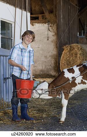 Boy feeding calf View Large Photo Image Stock Image - Boy feeding calf. Fotosearch