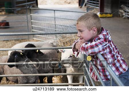 Boy watching sheep in farm barn View Large Photo Image Stock Photo - Boy watching sheep in farm barn. Fotosearch