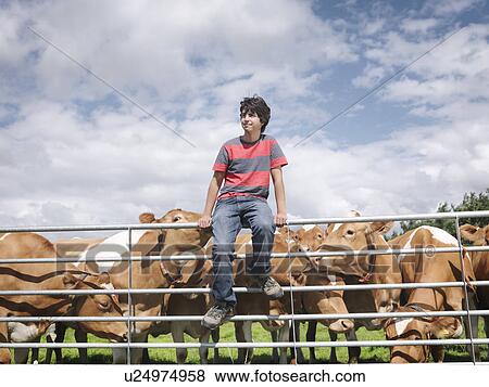 Stock Photo - Boy with Guernsey cows. Fotosearch