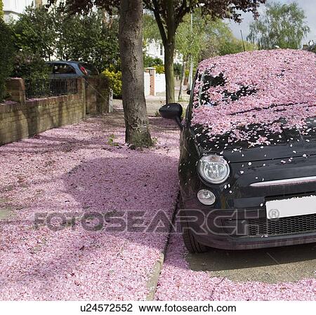 Car covered in pink blossom petals View Large Photo Image Stock Image - Car covered in pink blossom petals. Fotosearch