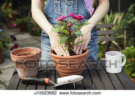 Close up of hands repotting plant View Large Photo Image Stock Image - Close up of hands repotting plant. Fotosearch