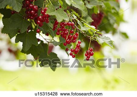Close-up of red currant bush in fruit View Large Photo Image Stock Photo - Close-up of red currant bush in fruit. Fotosearch