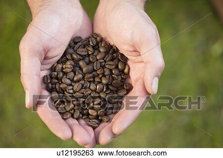 Coffee beans View Large Photo Image Stock Image - Coffee beans. Fotosearch