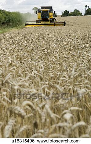 Combine harvester in wheat field View Large Photo Image Stock Photograph - Combine harvester in wheat field. Fotosearch