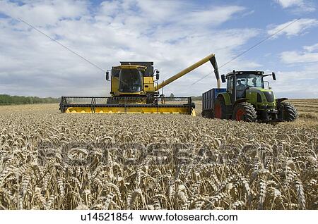 Combine harvester unloading wheat View Large Photo Image Picture - Combine harvester unloading wheat. Fotosearch