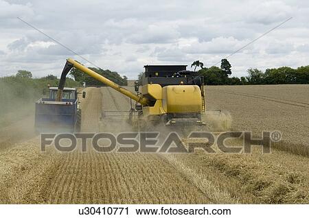 Stock Image - Combine harvester unloading wheat. Fotosearch
