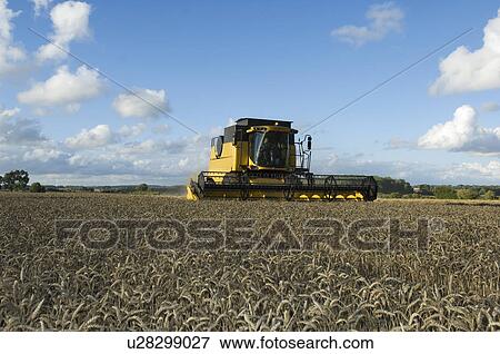 Combine harvestor in wheat field View Large Photo Image Stock Photo - Combine harvestor in wheat field. Fotosearch